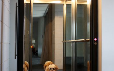 Pet Friendly Lift